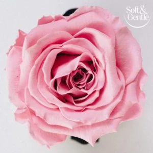 مام رول ضد تعریق سافت اند جنتل مدل Fresh Blossom رایحه رز وحشی و وانیل 50 میل