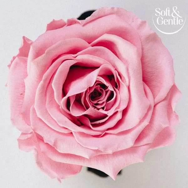 مام رول ضد تعریق سافت اند جنتل مدل Fresh Blossom رایحه رز وحشی و وانیل 50 میل